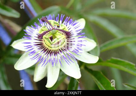 Primo piano di Hardy Passion Flower coltivato all'aperto nel sud dell'Inghilterra Foto Stock