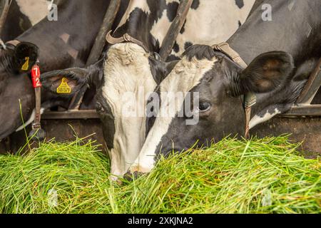 Vacche Holstein, niente pascolo, mangiare erba fresca Foto Stock