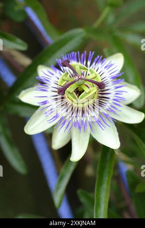 Primo piano di Hardy Passion Flower coltivato all'aperto nel sud dell'Inghilterra Foto Stock