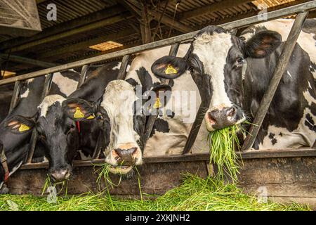 Vacche Holstein, niente pascolo, mangiare erba fresca Foto Stock