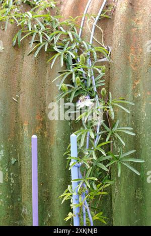 Arrampicate la pianta dei Fiori della passione addestrata a crescere e coprire un vecchio capannone di ferro ondulato arrugginito Foto Stock