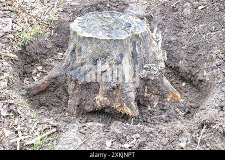 Vecchio ceppo di alberi in fase di estrazione dal suolo Foto Stock