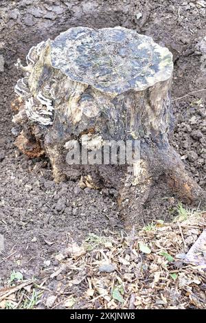 Vecchio ceppo di alberi in fase di estrazione dal suolo Foto Stock