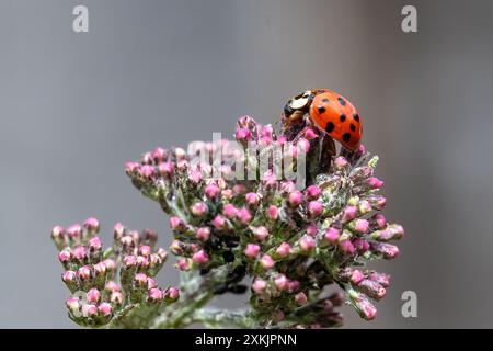 Vista ravvicinata di un coccinello di Arlecchino (coccinello) in un cespuglio di Buddha che sta iniziando a fiorire. Foto Stock