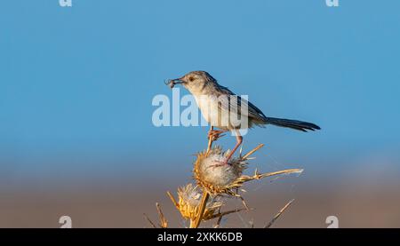 Questa delicata prinia (Prinia lepida) ha appena lasciato il nido e ha ancora bisogno dell'aiuto dei suoi genitori per l'alimentazione. Foto Stock