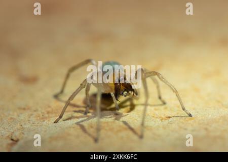 Ragno velenoso (Cheiracanthium sp.) su una roccia Foto Stock