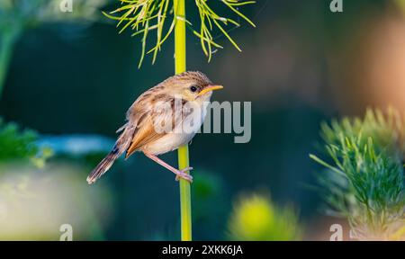 Questa delicata prinia (Prinia lepida) ha appena lasciato il nido e ha ancora bisogno dell'aiuto dei suoi genitori per l'alimentazione. Foto Stock