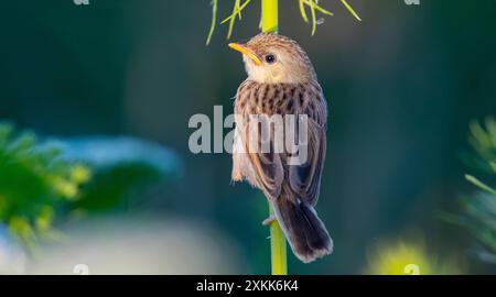 Questa delicata prinia (Prinia lepida) ha appena lasciato il nido e ha ancora bisogno dell'aiuto dei suoi genitori per l'alimentazione. Foto Stock