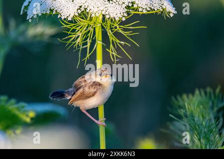 Questa delicata prinia (Prinia lepida) ha appena lasciato il nido e ha ancora bisogno dell'aiuto dei suoi genitori per l'alimentazione. Foto Stock