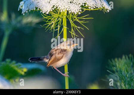 Questa delicata prinia (Prinia lepida) ha appena lasciato il nido e ha ancora bisogno dell'aiuto dei suoi genitori per l'alimentazione. Foto Stock