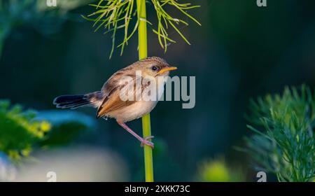 Questa delicata prinia (Prinia lepida) ha appena lasciato il nido e ha ancora bisogno dell'aiuto dei suoi genitori per l'alimentazione. Foto Stock