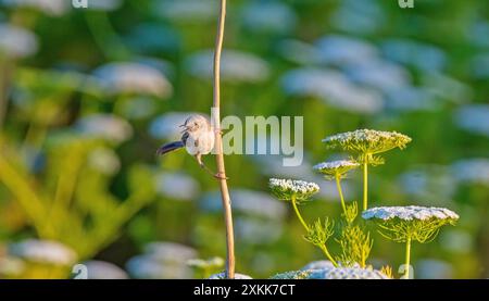 Questa delicata prinia (Prinia lepida) ha appena lasciato il nido e ha ancora bisogno dell'aiuto dei suoi genitori per l'alimentazione. Foto Stock