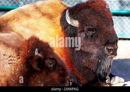 Due bufali sono disposti uno accanto all'altro. Due bisonti sdraiati a terra Foto Stock