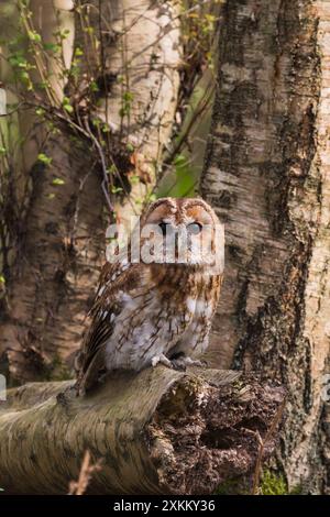 Captive Tawny Owl (Strix aluco) seduto sull'albero durante il giorno al British Wildlife Centre, Newchapel, Lingfield, Surrey, Regno Unito. Foto Stock
