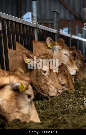 28.04.2024, Germania, Brema, Brema - bestiame Limousin nel fienile di un'azienda agricola biologica. In questa fattoria non c'è l'allevamento di latte, ma l'allevamento di vacche nutrici Foto Stock