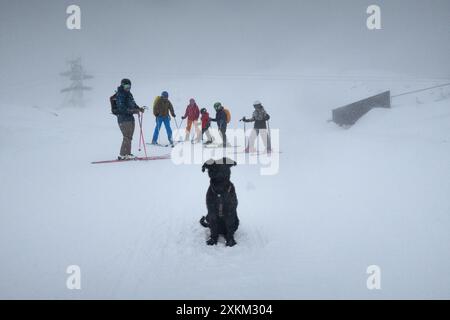 24.12.2023, Austria, alta Austria, Krippenbrunn - il cane siede davanti a un gruppo di sciatori sulla neve. 00S231224D527CAROEX.JPG [VERSIONE MODELLO: NO, PRO Foto Stock