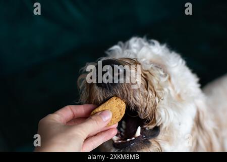 Mano umana che offre un regalo a un cane. Doodle dorato che riceve un biscotto dal proprietario. Carta cane nascosta. Copia spazio Foto Stock