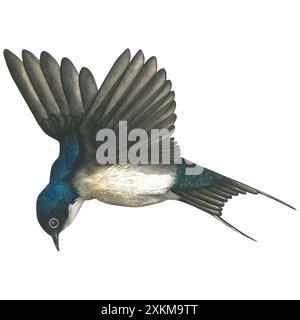 Illustrazione acquerello di una rondine volante. Disegnato a mano, isolato su sfondo bianco Foto Stock