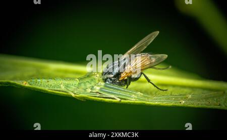 Ragno di granchio verde, le virene di ossiato mangiano mosca su foglia verde, macro fotografia di insetti, messa a fuoco selettiva. Foto Stock