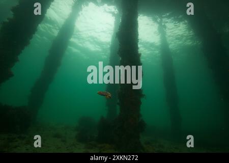 Polpo blu che nuota all'interno di Philip Bay Foto Stock