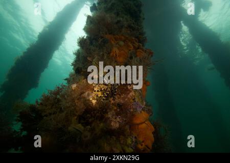 Polpo blu che nuota all'interno di Philip Bay Foto Stock