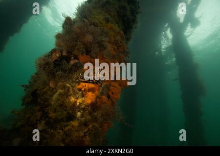 Polpo blu che nuota all'interno di Philip Bay Foto Stock