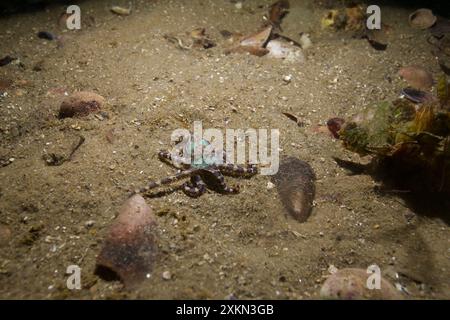 Polpo blu che nuota all'interno di Philip Bay Foto Stock