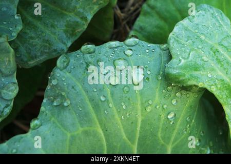 Primo piano della consistenza della foglia di cavolo con goccioline d'acqua Foto Stock