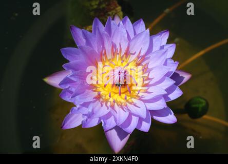 Primo piano della splendida ninfea blu viola in fiore con un nettare di api mellifere che raccoglie Foto Stock