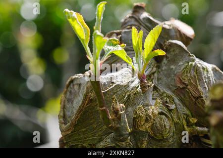 Rami potati di un albero da frutto di mele o Malus domestica che crescono nuove foglie fresche all'inizio della primavera. Cura delle piante da giardino, erba potata Foto Stock