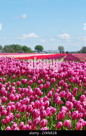 Grande campo agricolo con tulipani bianchi, viola, rosa e rossi in fiore nelle file della Frisia, Paesi Bassi, sotto un cielo blu in primavera Foto Stock