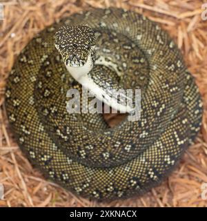 Australian Diamond Python con testa sollevata dai ricci del corpo Foto Stock
