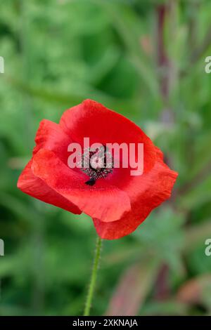 Roe papavero papavero, quattro petali rossi scarlatti centro scuro di semi che producono baccelli e stami emblema della memoria annuale perenne di breve durata Foto Stock