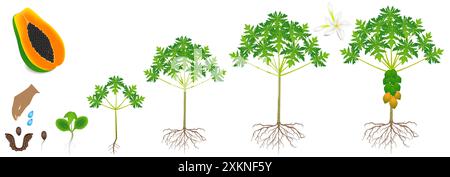 Ciclo di crescita di una pianta di papaya su sfondo bianco. Illustrazione Vettoriale