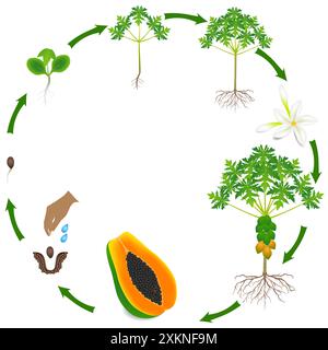 Ciclo di vita dell'albero di papaya su sfondo bianco. Illustrazione Vettoriale