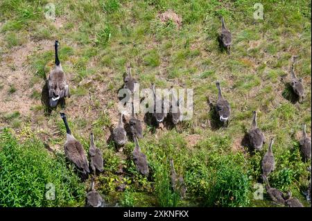 Alcune oche del Canada ( Branta canadensis ) e i loro pulcini corrono su un pendio in un prato verde Foto Stock