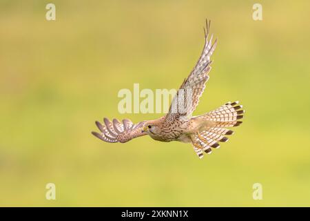 Kestrel comune (Falco tinnunculus) uccello femmina che volano contro sfondo luminoso. Piccolo Raptor in Estremadura, Spagna. Fauna selvatica scena della natura in Europ Foto Stock