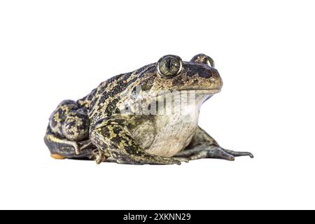 Spadefoot orientale o spadefoot siriano (Pelobates syriacus), rospo che posa su sfondo bianco. Questo anfibio si trova sull'isola di Lesbos, in Grecia. Wi Foto Stock