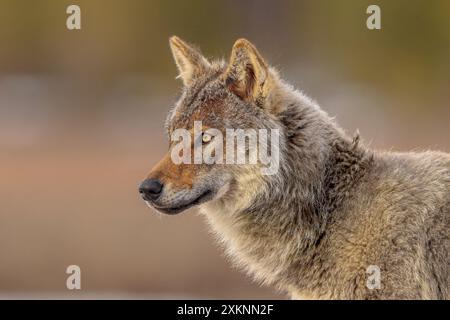 Il lupo eurasiatico (Canis lupus lupus), noto anche come lupo comune, è una sottospecie di lupo grigio originaria dell'Europa e dell'Asia. Una volta era diffuso Foto Stock