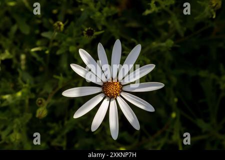 Dimorphotheca pluvialis, margherite africana bianca, calendula del Capo, profeta del tempo, fiori Foto Stock