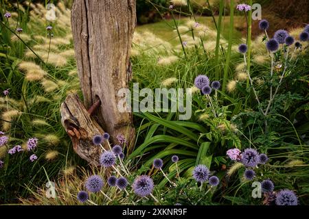 Alti cardo blu a globo adagiato in un bordo verde con vervain in cima al porpletopo e un vecchio palo in legno Foto Stock
