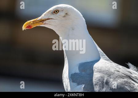Gabbiano di aringa adulto. Foto Stock
