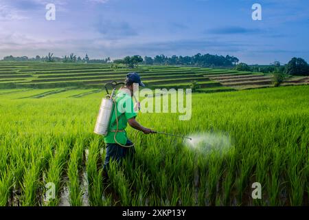 La bellezza delle risaie panoramiche in Indonesia si trova sull'isola di Sumatra nel famoso villaggio di Kemu Bengkulu Foto Stock