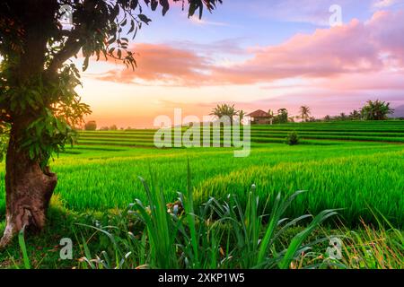 inquadratura di campi di razza nel nord di bengkulu, indonesia Foto Stock