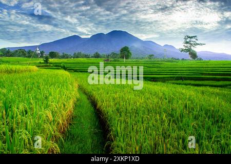 la vista dei vasti campi di riso verdi nella mattina Foto Stock