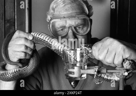 Jack Corney, direttore dello zoo dell'Isola di Wight di Sandown, mungeva un cobra mortale che sputava il suo veleno per produrre siero per lo stock di terapie a base di serpente dell'Organizzazione Mondiale della Sanità. 30 gennaio 1992 foto di Roger Bamber Foto Stock