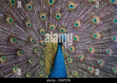 Proprio il display Foto Stock