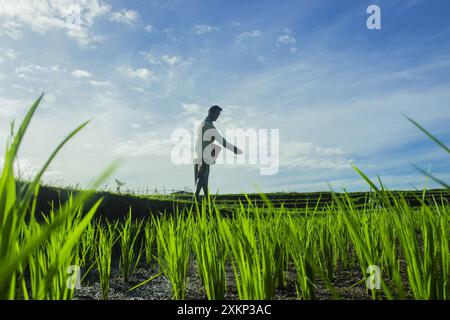 vista degli agricoltori che lavorano nei campi di riso Foto Stock