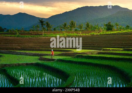 Vista mattutina del villaggio con campi di riso verdi e agricoltori che lavorano Foto Stock