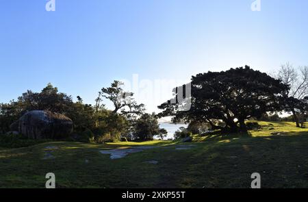 Un grande masso, alberi di fichi di Moreton Bay nel parco Strickland Estate, vista del porto di Sydney e dell'arco del ponte da Vaucluse, Sydney Foto Stock